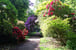 shrub