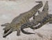 Crocodiles