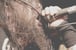 Ringworm